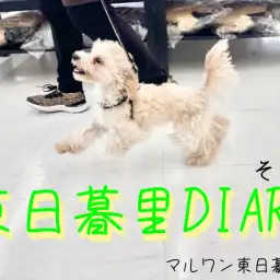 【東日暮里DIARYその2】マルプーちゃんのお散歩練習〜お友達とご挨拶〜
