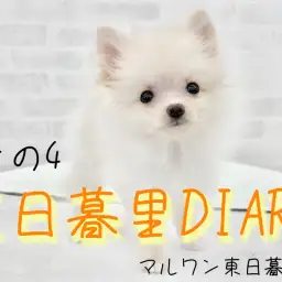 【 東日暮里DIARYその4 】ポメちゃんの入店から1か月後の体重測定を公開!