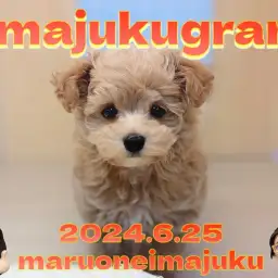 【 イマジュクグラム 】大人気MIX!アプリコットカラーの爆毛マルプーちゃま登場