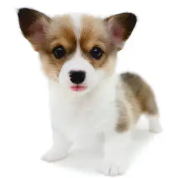 ウェルシュコーギーペンブローク