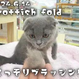 【 スコティッシュフォールド成長ログ 】こっそりブラッシングで可愛い抜け毛回収！