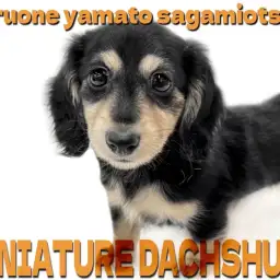 【 ミニチュア・ダックスフント 】優しく柔和な容姿と性格が愛らしい短足ワンコ!