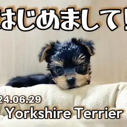 【 ヨーキー成長ログ 】初めまして！新しく仲間入りしましたヨーキーちゃん！
