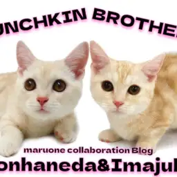 【 今宿店本羽田店コラボブログ 】マンチカン兄弟の成長をプロスタッフが解説!