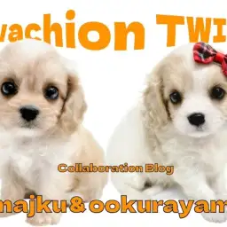 【 今宿店大倉山店コラボブログ 】超希少な美少女キャバション姉妹がやってきた!