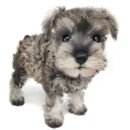 ミニチュア・シュナウザー