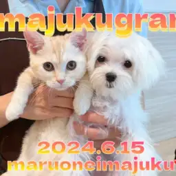 【 イマジュクグラム 】後輩マンチカンちゃまと仲良く過ごすマルチーズちゃま!