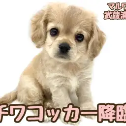 【 チワワ×アメリカンコッカー 】魅力あふれる超激レアMIXがマルワンに初登場!