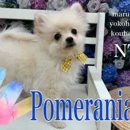 【 ポメラニアン 】猿期だって可愛いもん!猿期の注意点とワクチン接種