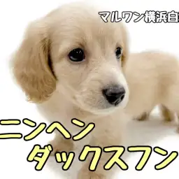 【 カニンヘンダックスフント 】綺麗なイエローカラー！抜群の好奇心旺盛さ！