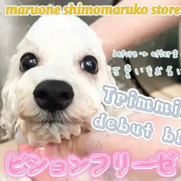 【 ビションフリーゼ 】トリミングデビューに密着の2ndブログ!