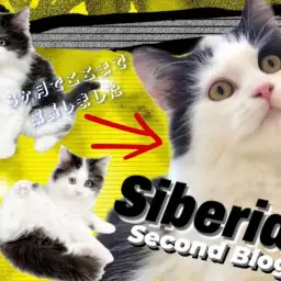 【 サイベリアン 】愛し愛され迎えた生後5ヶ月！社交性高き賢い女の子へ成長