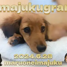 【 イマジュクグラム 】生後4ヶ月のおっとりダックスちゃま!シャンプーに密着!