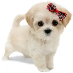 MIX（マルチーズ×トイプードル）