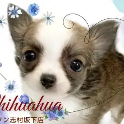 【 チワワ 】温かみのあるレッド&ホワイトカラーにおっとりした性格の女の子