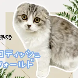 【 スコティッシュフォールド 】生後4ヶ月を経過した可愛さ抜群の丸顔猫ちゃん