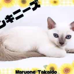 【 トンキニーズ 】激レア!シャム×バーミーズのハイブリットキャット登場!!