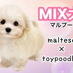 【 MIX犬 】丸く愛らしいルックスと胴長短足体型!可愛すぎるマルプーの女の子