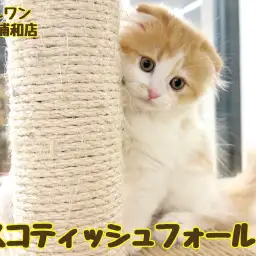 【 スコティッシュフォールド 】垂れ耳まんまるフェイスが可愛い男の子！