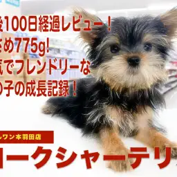 【 ヨーキー 】生後100日経過レビュー!小さめ775gで元気な女の子!