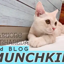 【 マンチカン 】まもなく生後6ヶ月で体重1,8kg!小さいけど元気良い子な男の子!