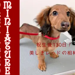 【 ミニチュアダックス 】濃厚レッドが眩しい生後130日の小さなレディを考察！