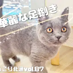 【 ほっこり北通Vol.87 】ブリちゃんの華麗な足さばき