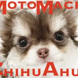 【 チワワ 】ご注意を!見つめられたら恋に落ちてしまうかも、、