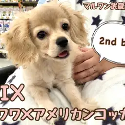 【 チワワ×アメリカンコッカー 】生後3ヶ月で1.9kg！激レアMIXの女の子