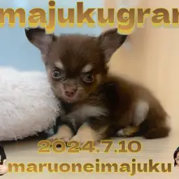 【 イマジュクグラム 】生後2ヶ月で502g!大人気チョコタンチワワが聖地に登場