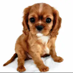 キャバリア・キングチャールズ・スパニエル