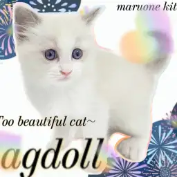 【 ラグドール 】埼玉1の抱っこ猫！ブルーポイントバイカラーの美猫登場！