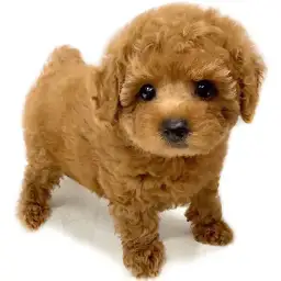 トイ・プードル