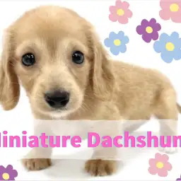 【 ミニチュアダックスフント 】笑顔と癒しの配達犬！甘い雰囲気を身に包んだ女の子