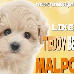 【 MIX 】アイドル級に可愛いマルプー!小柄で性格も温和と飼いやすさ抜群!