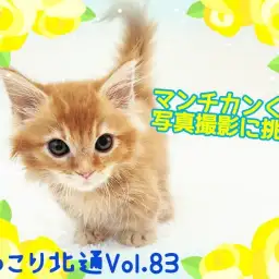 【 ほっこり北通Vol.83 】マンチカンくんの写真撮影に密着！