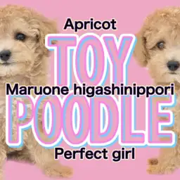 【 トイプードル 】小さすぎない安心サイズのぬいぐるみわんこ