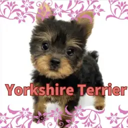 【 ヨークシャーテリア 】超甘えん坊BOY!手乗りサイズの小さめヨーキーくん入店