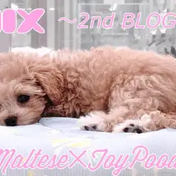 【 MIX マルプー 】驚愕のお利口さんぶりを発揮する生後95日の成長記録!