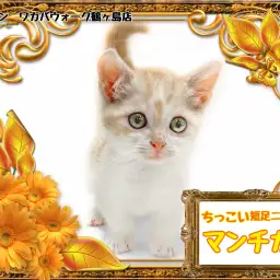 【 マンチカン 】可愛らしく優しい色合いの短足ニャンコ