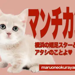 【 マンチカン 】横浜の短足スター誕生!クリームカラーの女の子を徹底解説!
