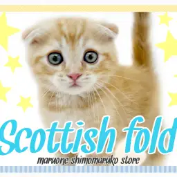 【 スコティッシュフォールド 】温厚で優しい性格、人懐っこさが大爆発な男の子!
