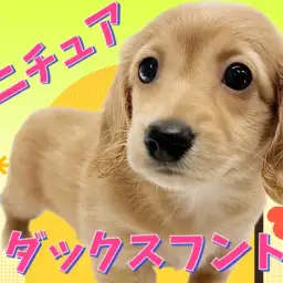 【 ミニチュアダックスフント 】大人気イエローカラー！短足界の美少女が降臨！