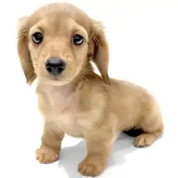 ミニチュア・ダックスフント