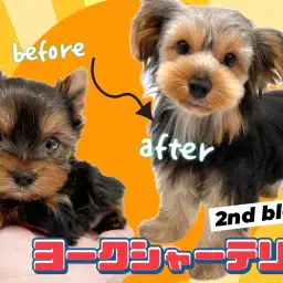 【 ヨークシャーテリア 】県内No.1の可愛さを持つヨーキーちゃんの成長記録!