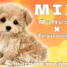 【 MIX マルプー 】マルチーズとトイプードルの最強ハーフ!爆毛ぬいぐるみ系!
