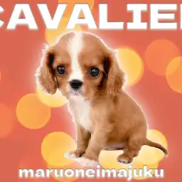 【 キャバリア 】アイドル級の可愛さを持つ希少なルビーカラーの男の子が聖地に降臨