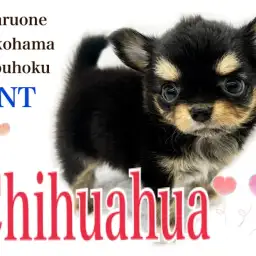 【 チワワ 】ぬいぐるみ?短足むっちりボディの男の子