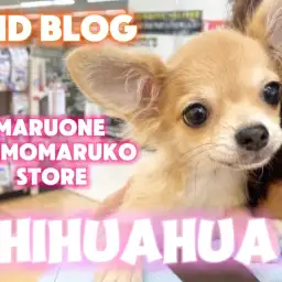 【 チワワ 】可愛さに磨きがかかった、小さなプリンセスの2ndブログ!