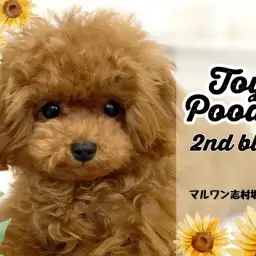 【 トイプードル 】生後6ヶ月を迎えるアイドルプーちゃんの成長ポイントをご紹介!